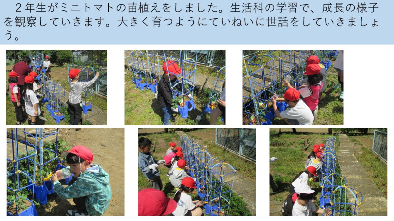 0421　トマト苗植